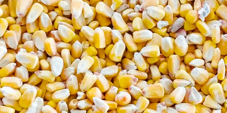 corn or maize