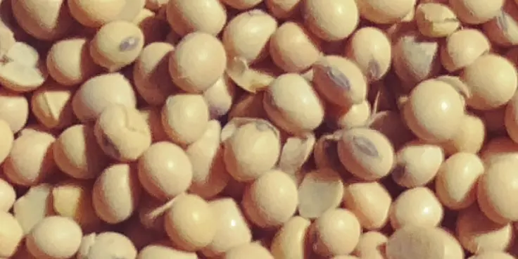 soybean