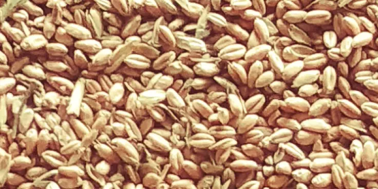 wheat